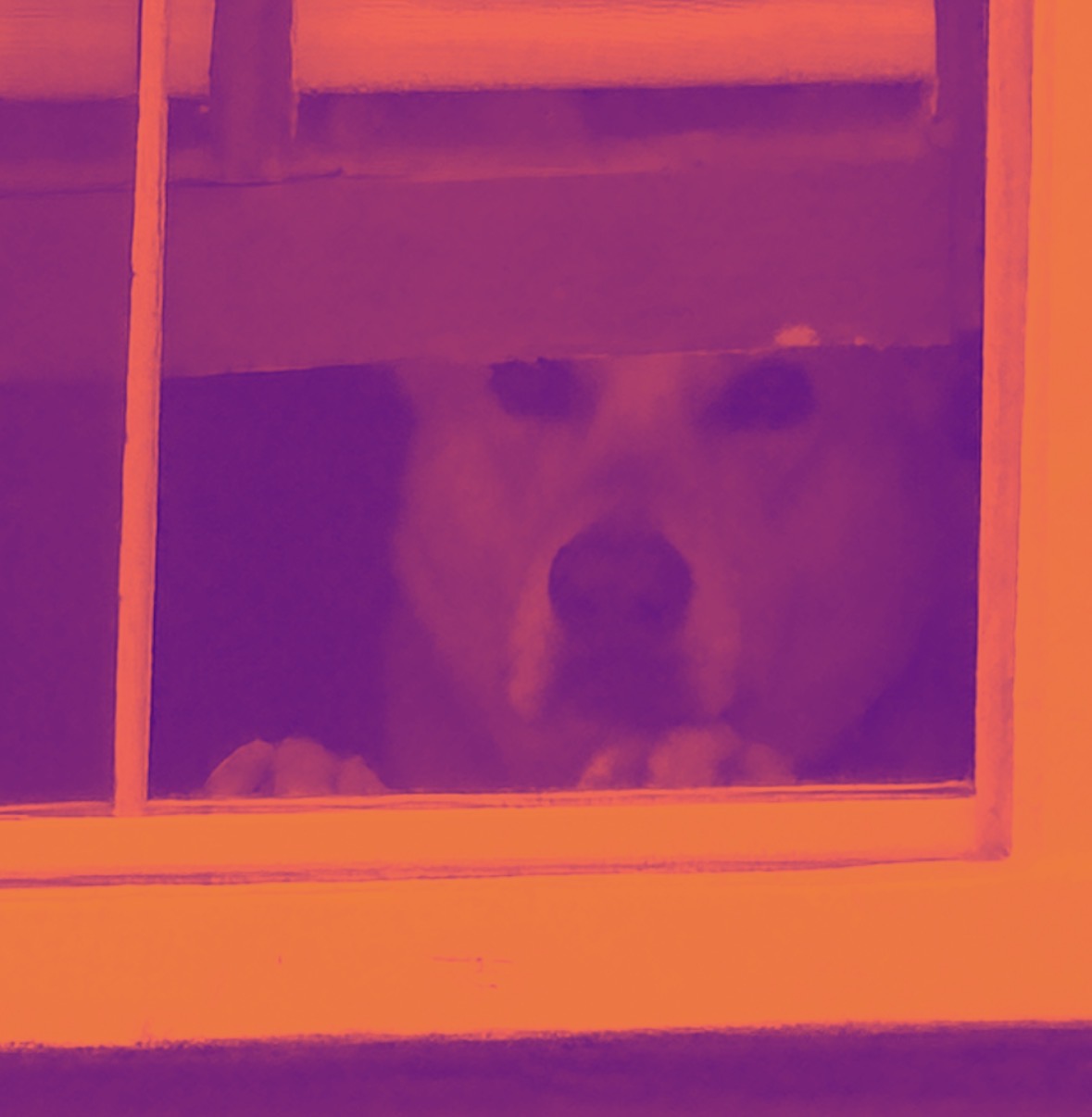 Luna looking out a window