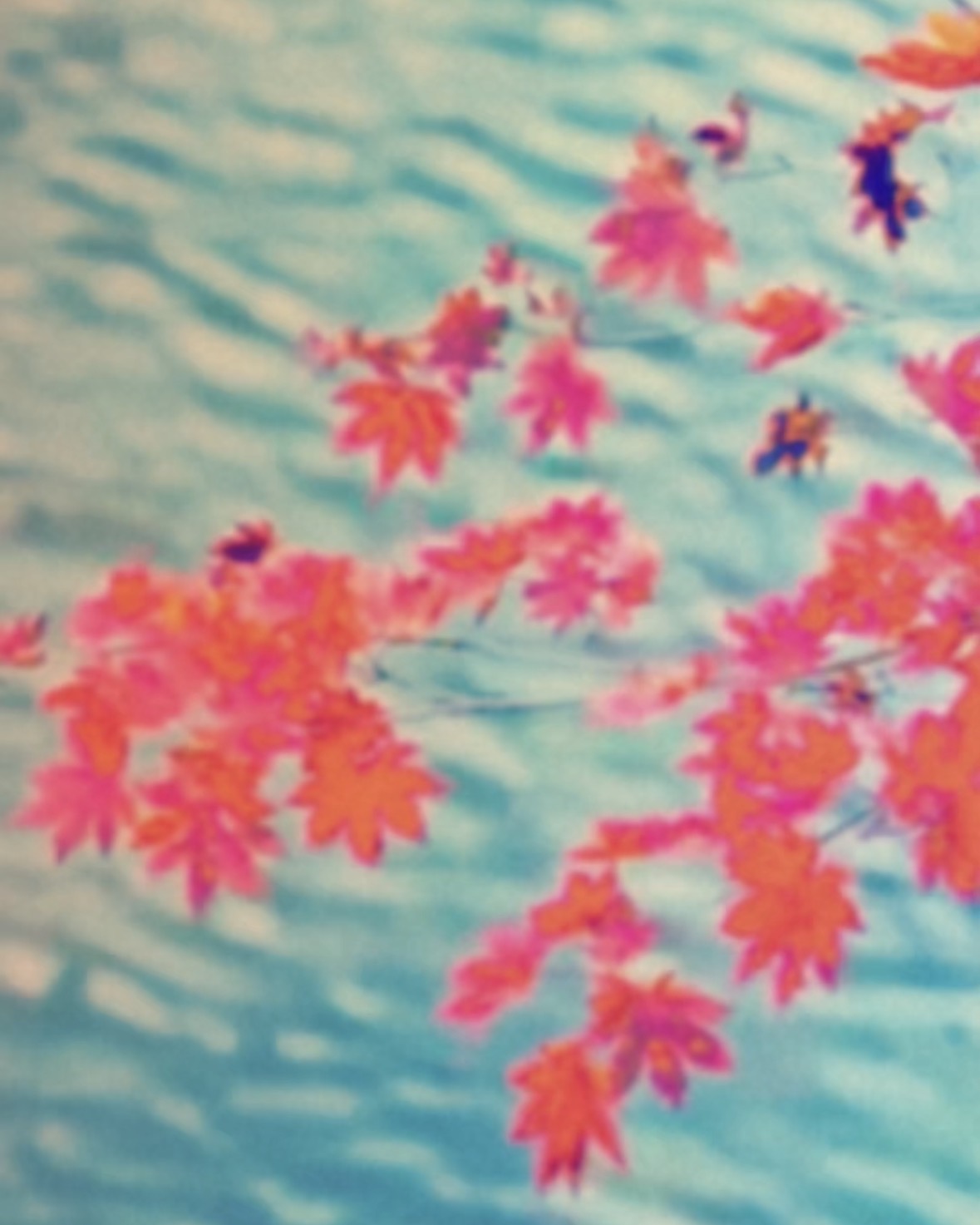 A Japanese maple and water