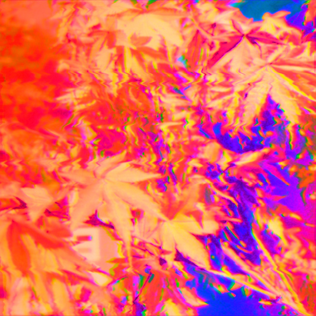 A colorful...very colorful! Japanese maple
